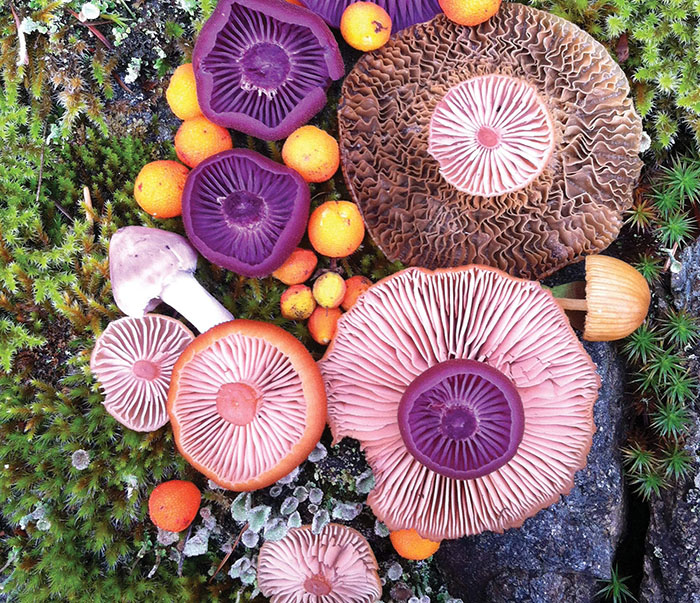 Mushroom Medley Purple on Green by Jill Bliss