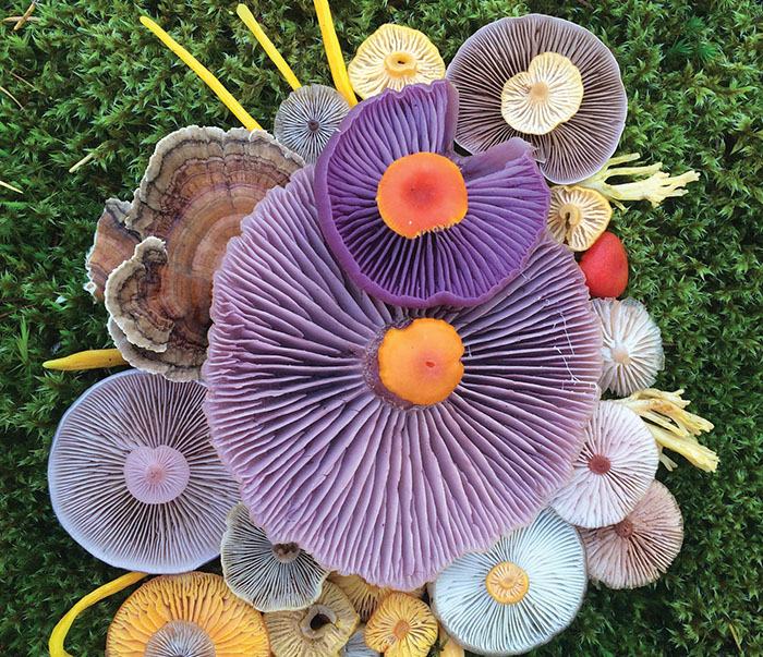 Mushroom Medley with Corals by Jill Bliss