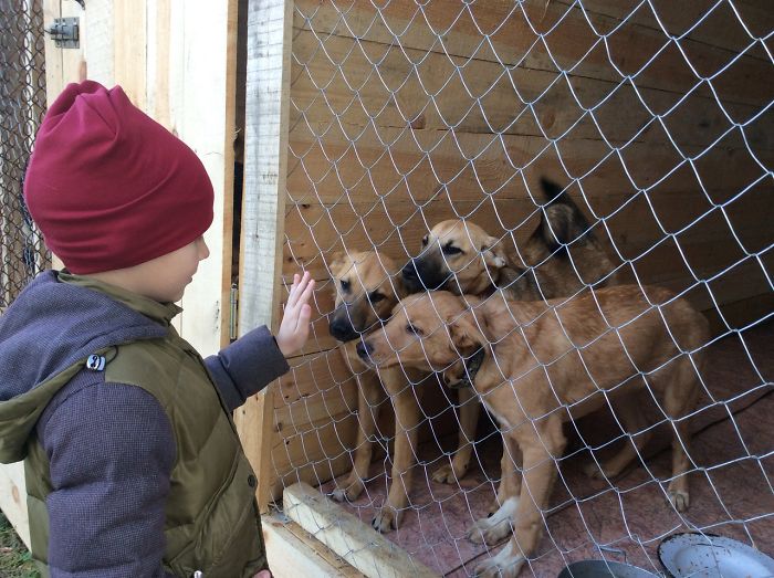 Pavel Abramov Mingling with Shelter Dogs