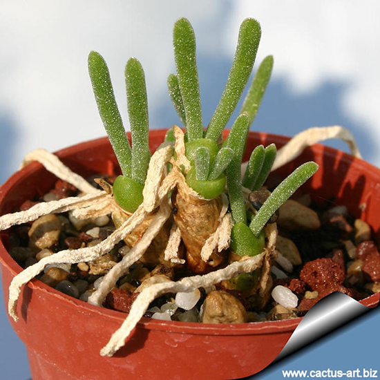 Small monilaria obconica with long bunny ears