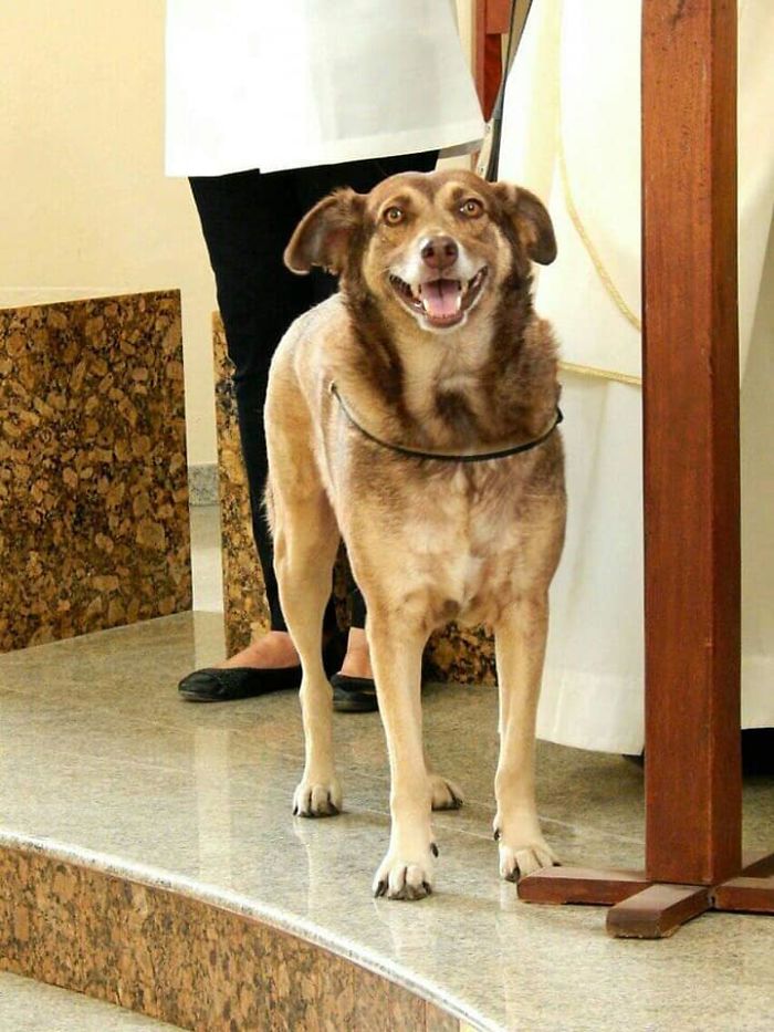 Stray Dog Standing at the Altar