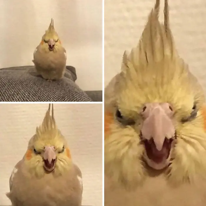 animals that look evil angry bird