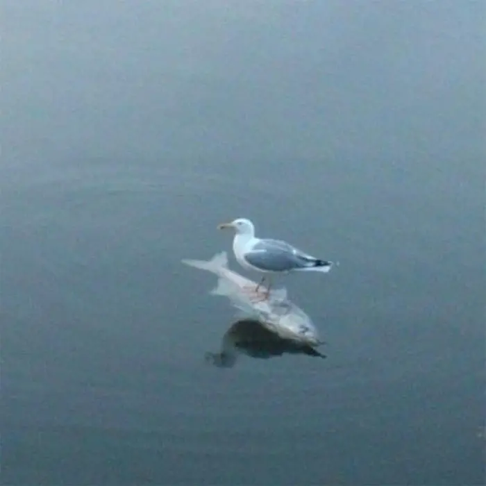 animals that look evil bird standing on dead fish