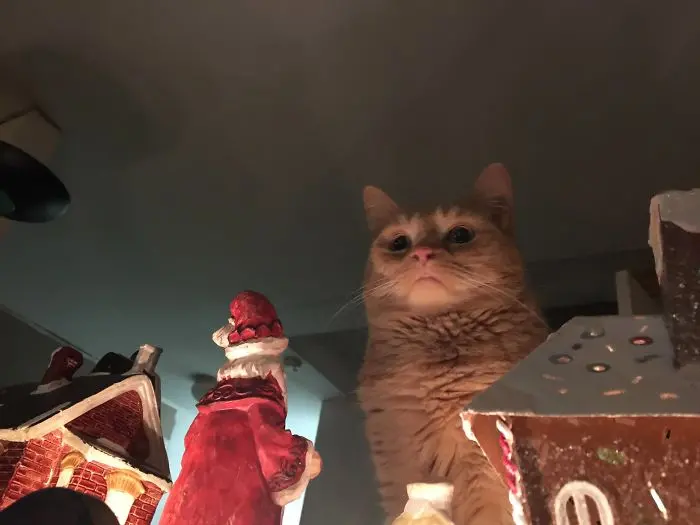 animals that look evil cat christmas invasion