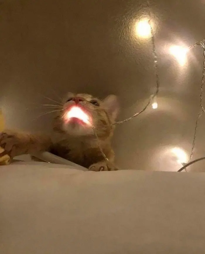 animals that look evil cat fairy light mouth