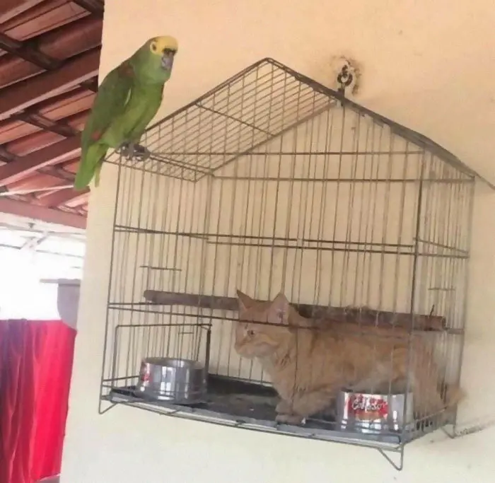 animals that look evil cat inside bird cage