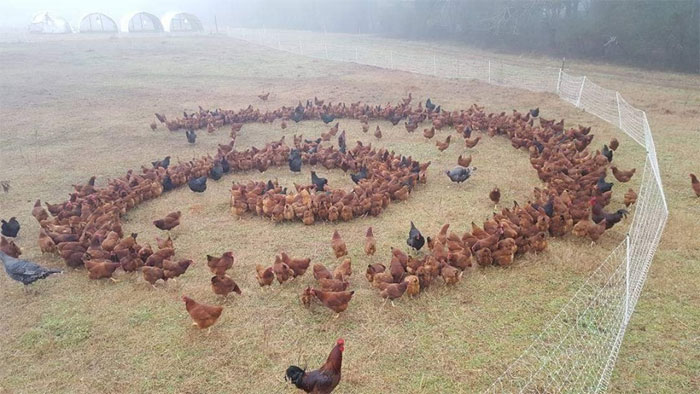 animals that look evil chickens spiral