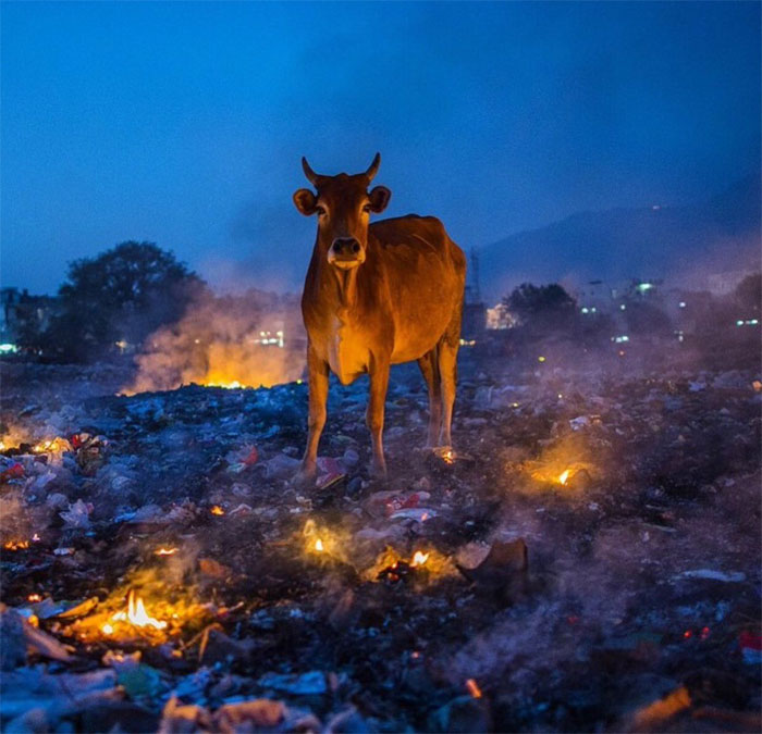 animals that look evil cow fiery ground