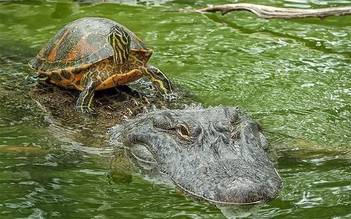 animals that look evil crocodile ride