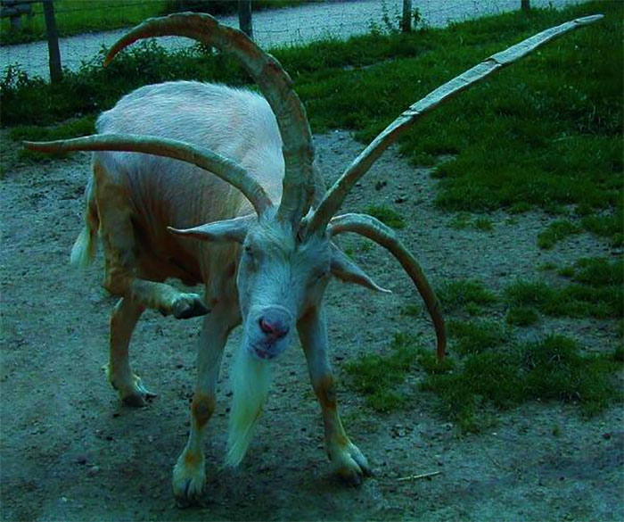animals that look evil four-horned goat