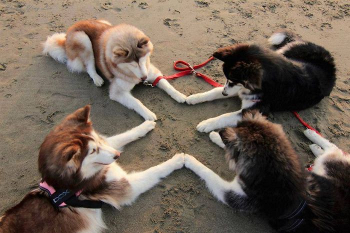 animals that look evil four huskies ritual