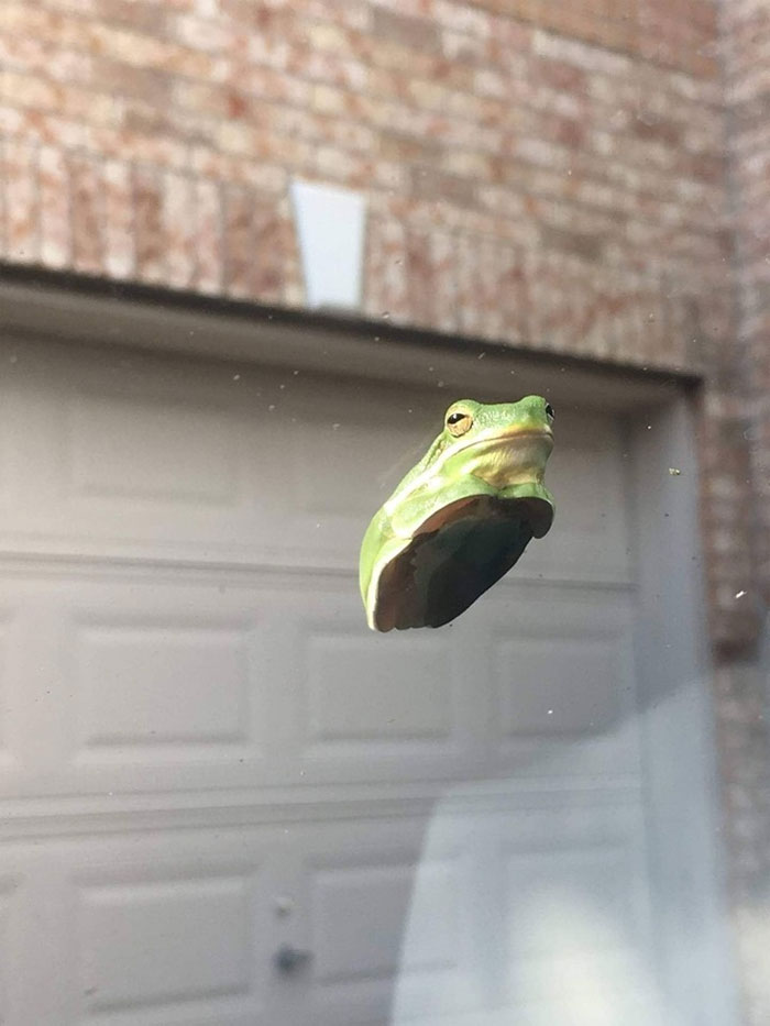 animals that look evil frog chilling on windshield