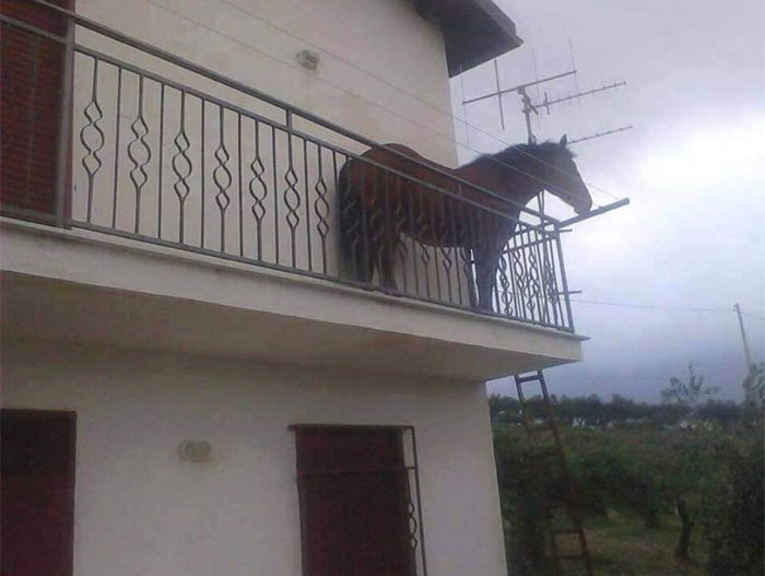 animals that look evil horse in terrace