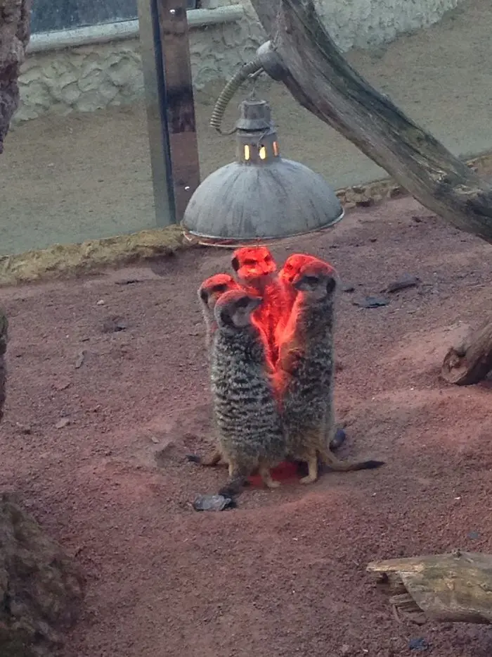 animals that look evil meerkats assemble