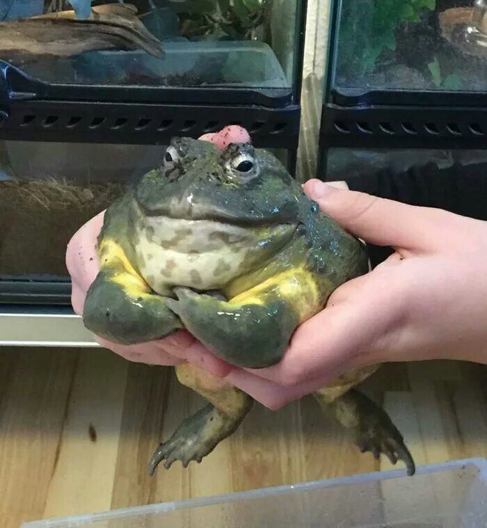 animals that look evil muscular frog