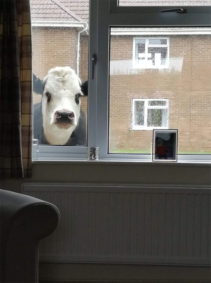 animals that look evil peeping cow