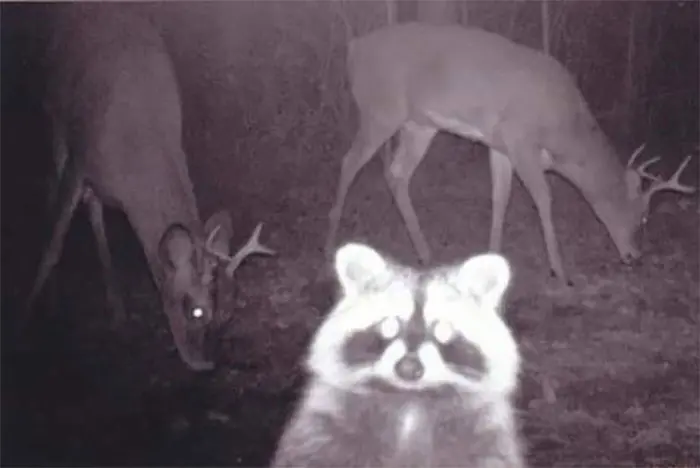 animals that look evil racoon deers