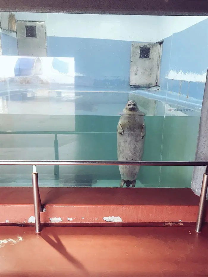 animals that look evil seal standing like human