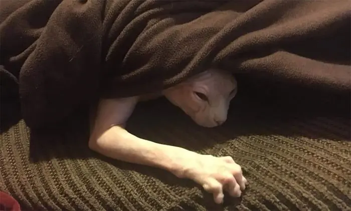 animals that look evil sphynx cat under blanket