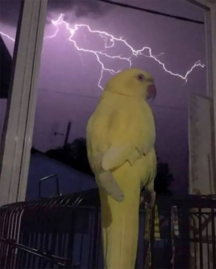 animals that look evil thunderbird