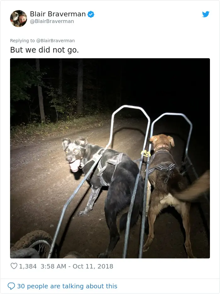 blair braverman sled dog grinch disoriented direction