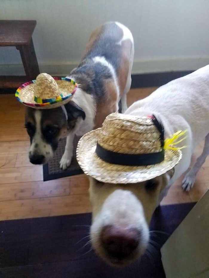 boyfriends and husbands jokes dog hats