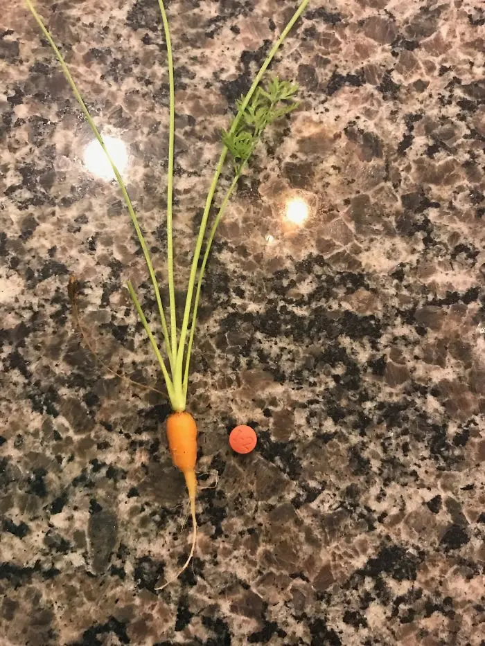 boyfriends and husbands jokes tiny carrot