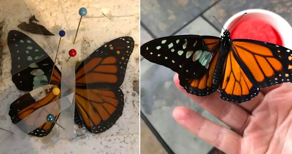 butterfly wing repair