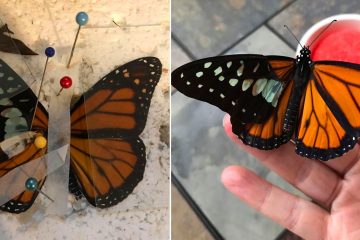 butterfly wing repair