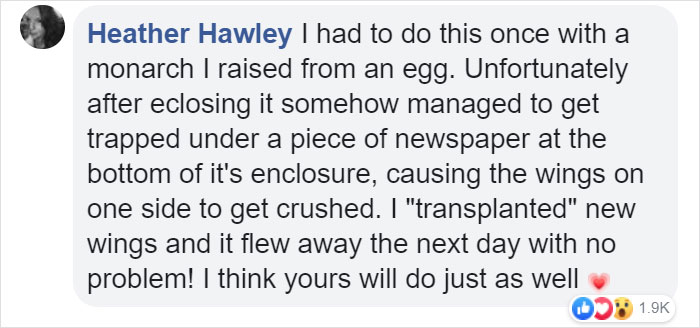 butterfly wing repair transplant comment heather