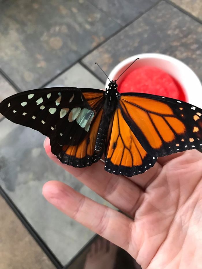 butterfly wing repair transplant successful