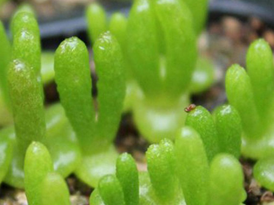 close up on the monilaria obconica ears