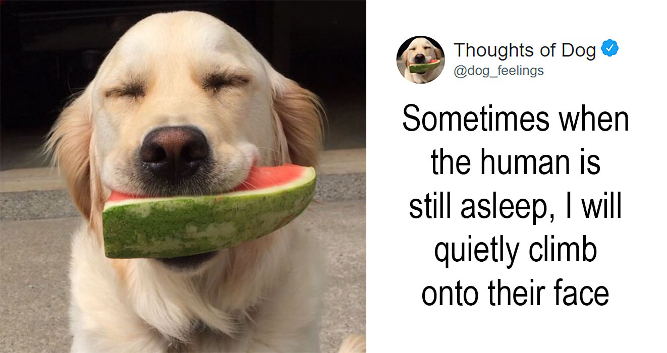 dog thoughts