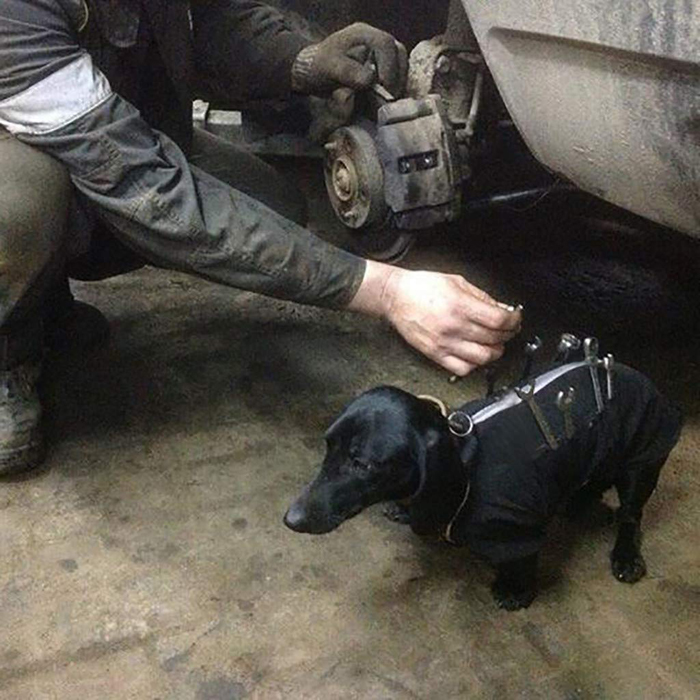 dog tool jacket mobile toolbox
