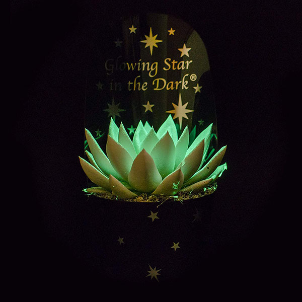 glow in the dark succulent