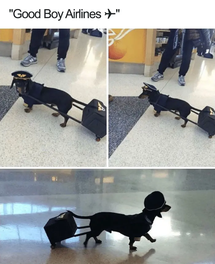 happiest animal memes airline staff dog
