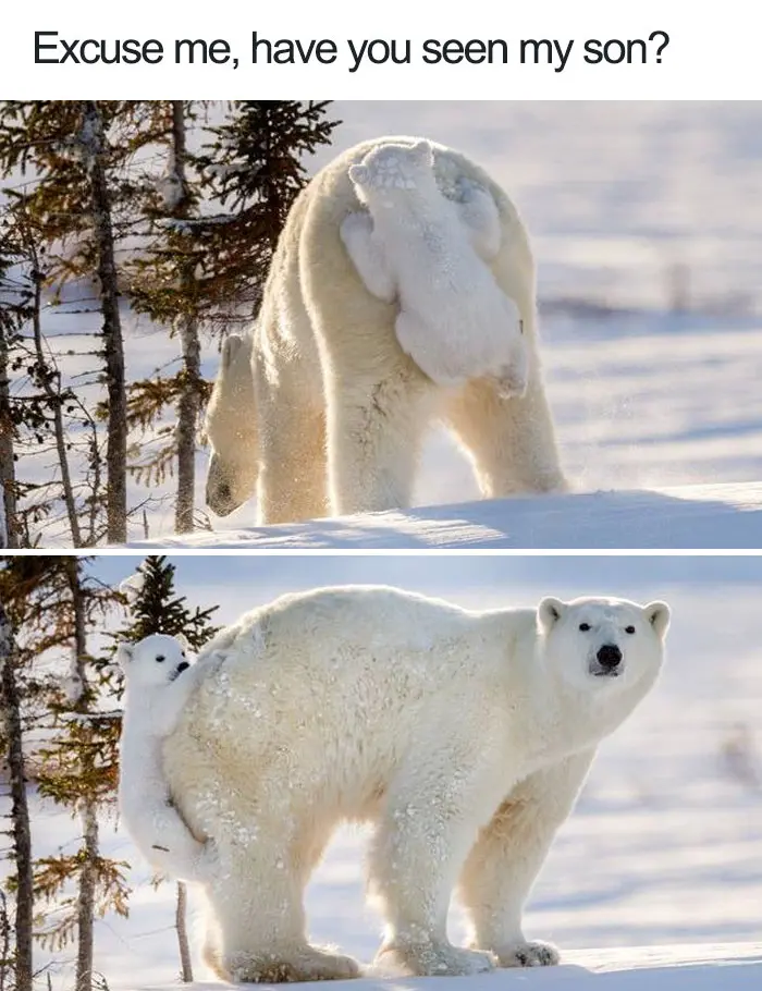 happiest animal memes bear cub hanging from behind