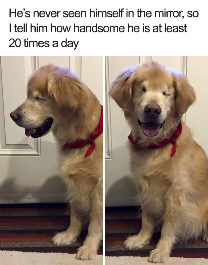 happiest animal memes blind dog
