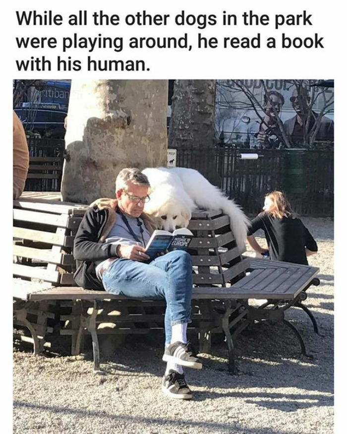 happiest animal memes book lover dog