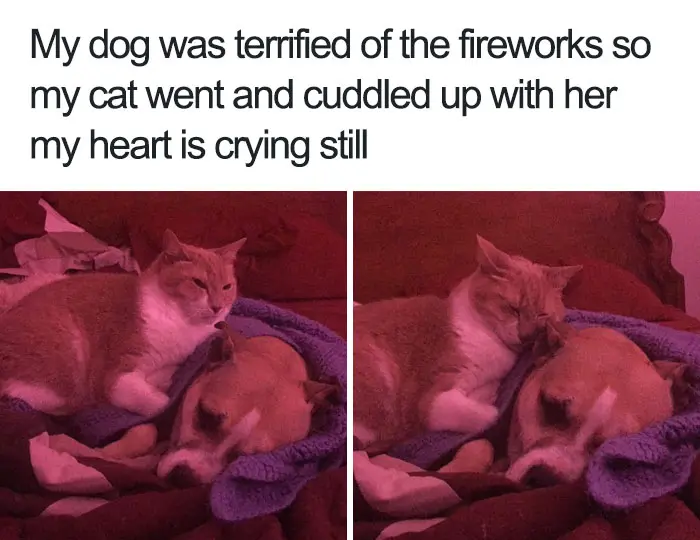 happiest animal memes cat comforts frightened dog