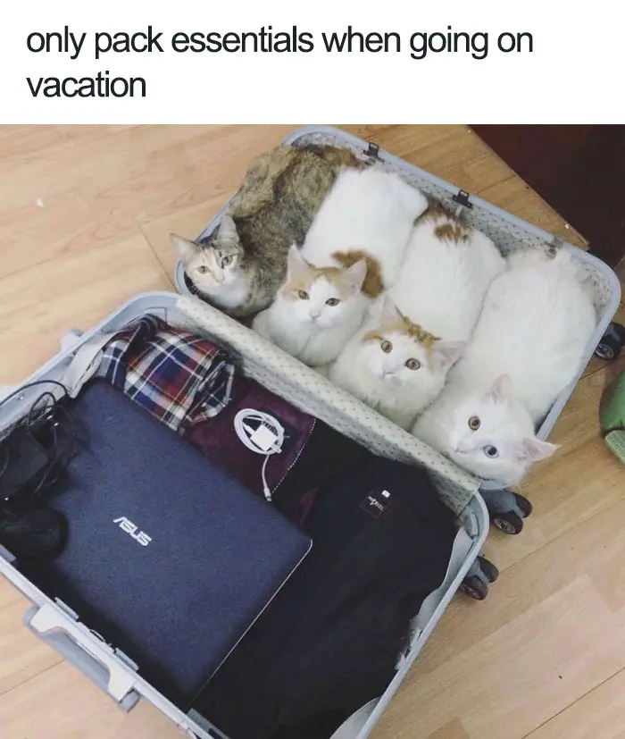happiest animal memes cat pack