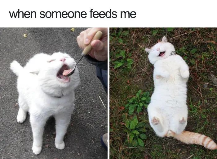 happiest animal memes cat spoon fed