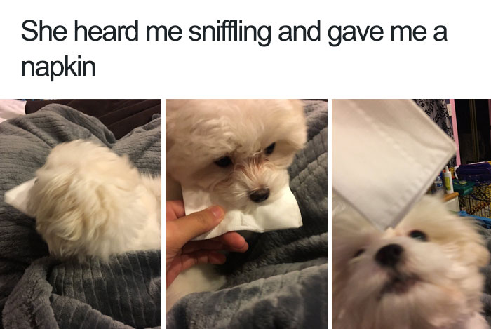 happiest animal memes dog gives napkin