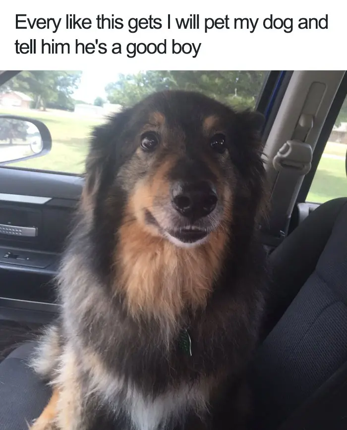 happiest animal memes dog good boy