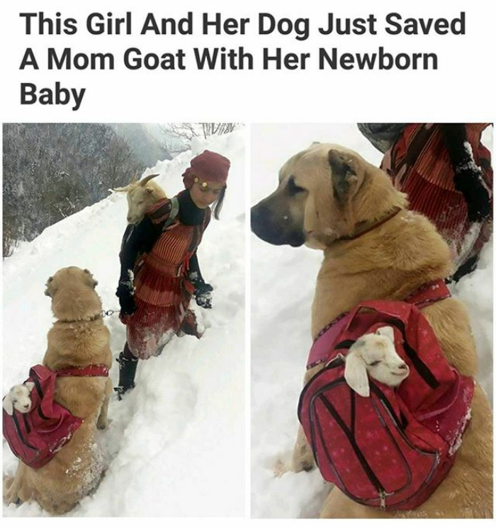 happiest animal memes dog rescue partner