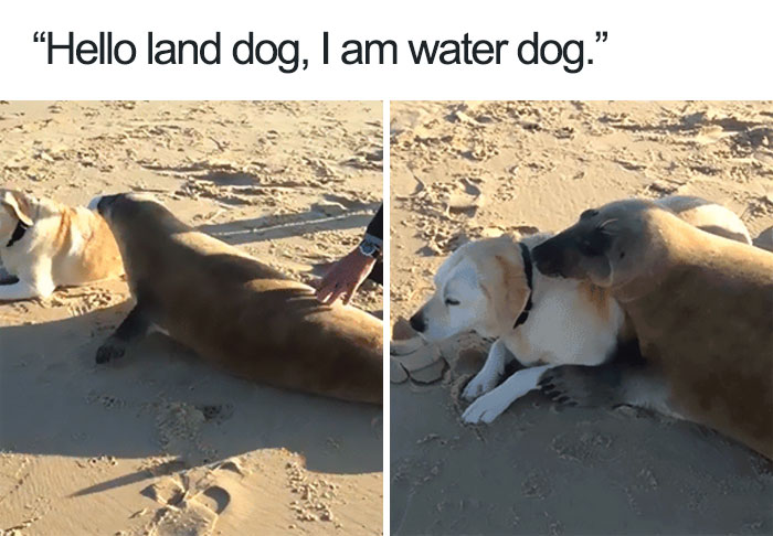 happiest animal memes dog seal friendship