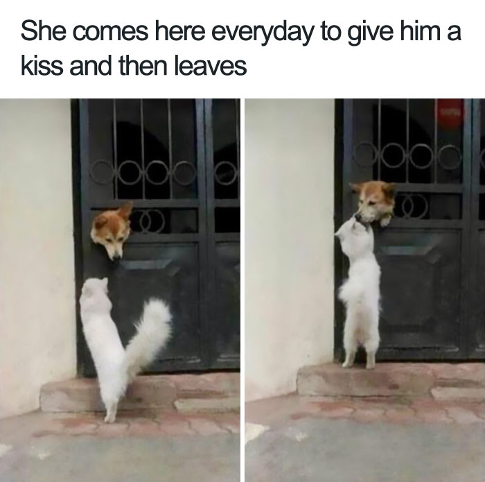 happiest animal memes dogs kiss