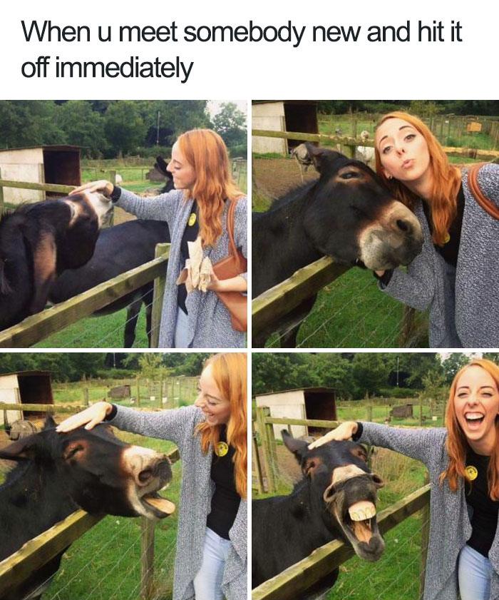 happiest animal memes friendly donkey