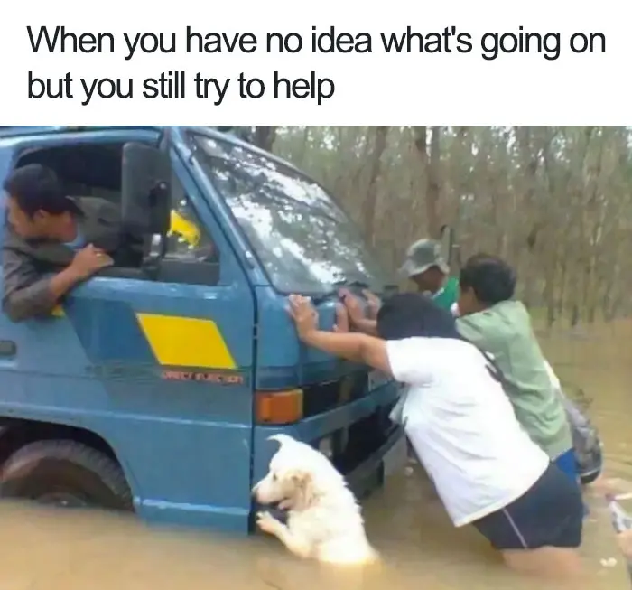 happiest animal memes helper dog