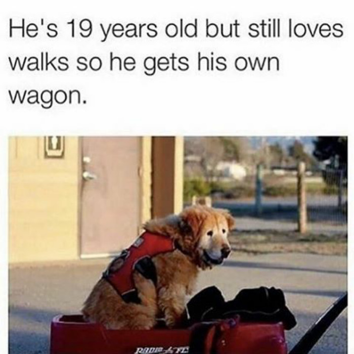 happiest animal memes old dog on wagon